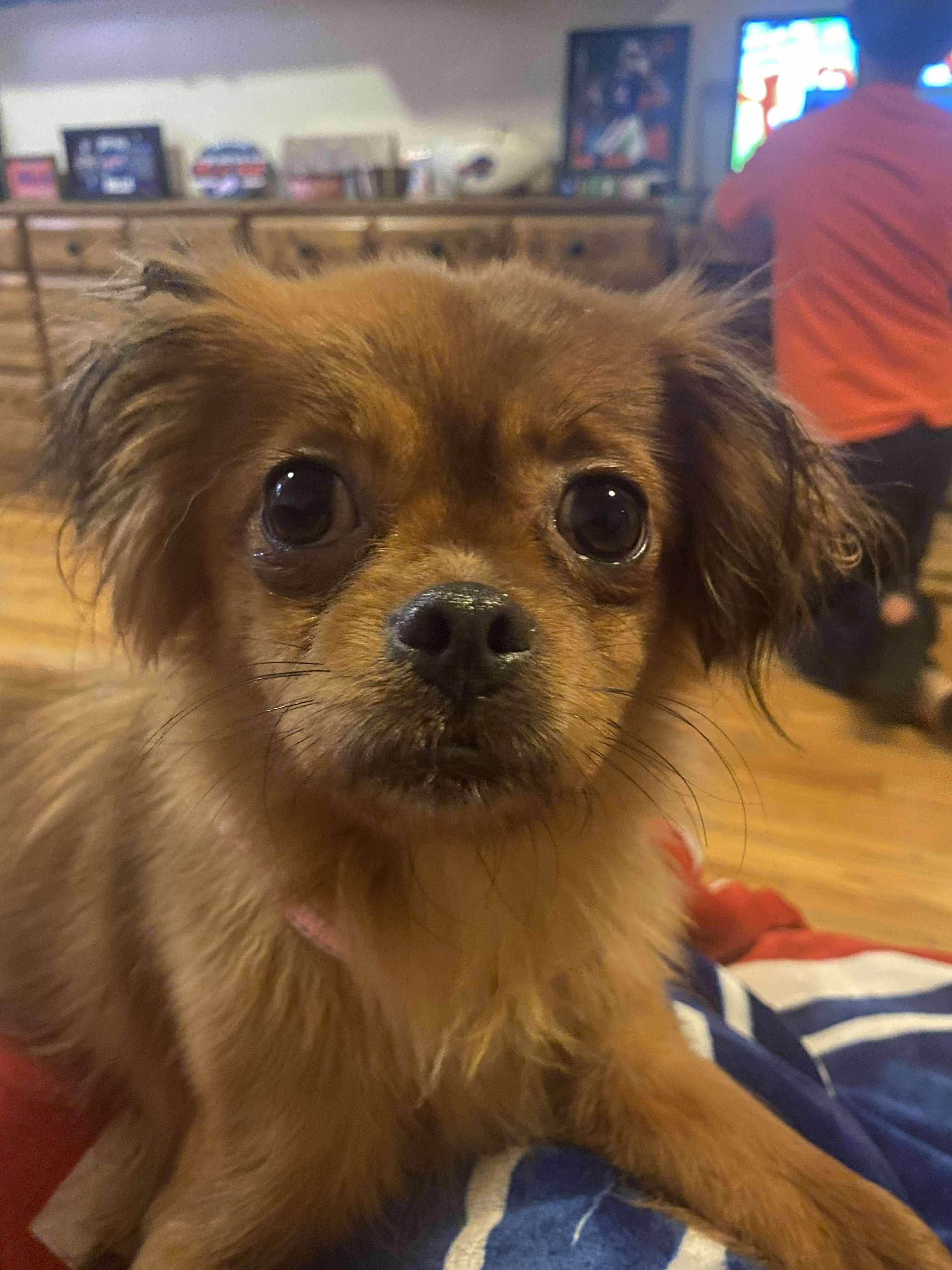 Sasha, an adopted mixed breed in Rochester, NY image 2/5