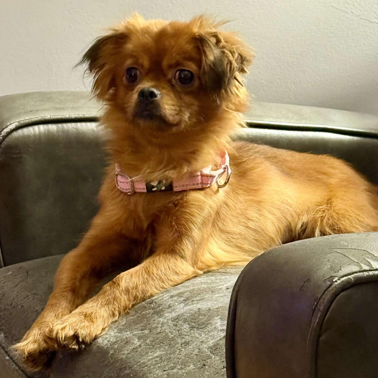 Sasha, an adopted mixed breed in Rochester, NY image 5/5