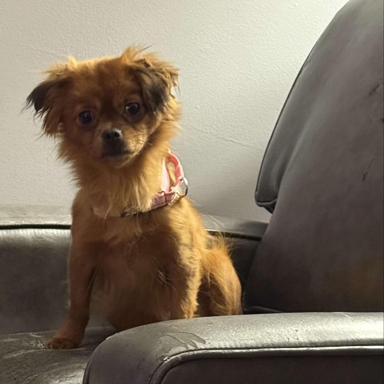 Sasha, an adopted mixed breed in Rochester, NY image 1/5