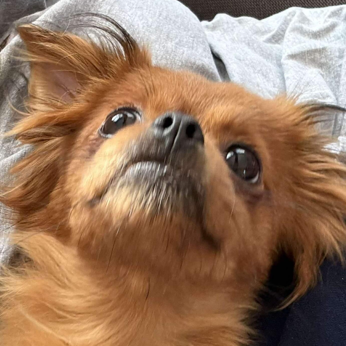 Sasha, an adopted mixed breed in Rochester, NY image 3/5