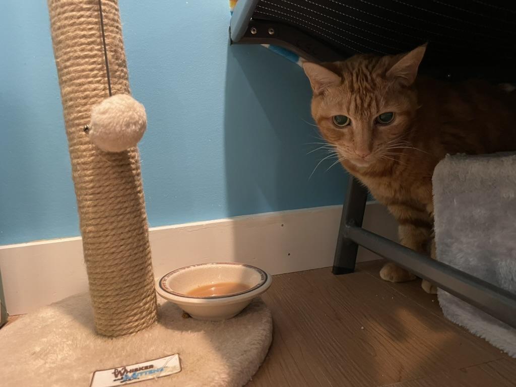 Enlarge Cash & Tabatha, a Adoptable Domestic Short Hair in Wells, ME image 4/6