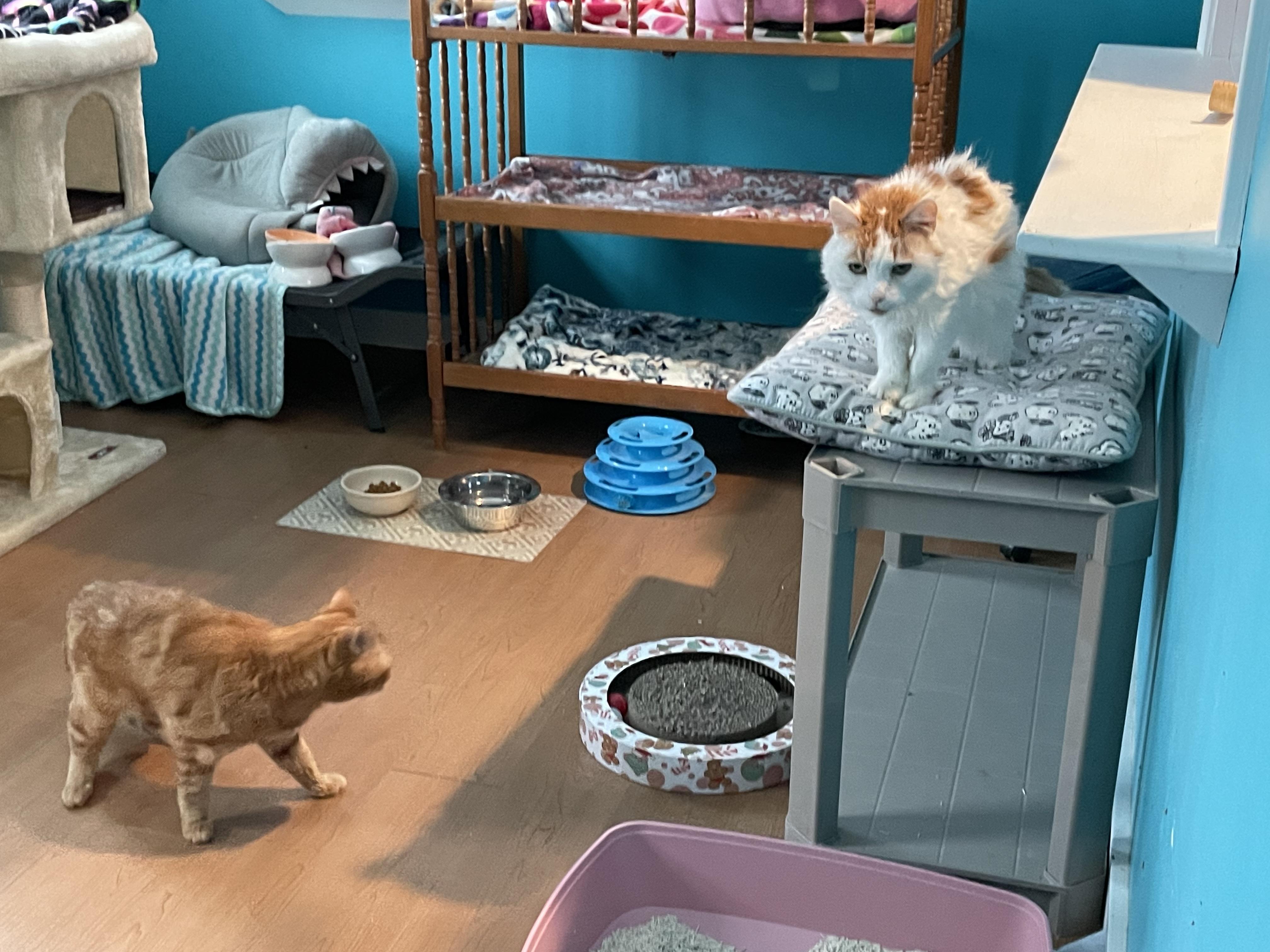 Cash & Tabatha, Adoptable, Senior Male Domestic Short Hair.