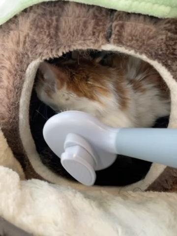 Enlarge Cash & Tabatha, a Adoptable Domestic Short Hair in Wells, ME image 5/6