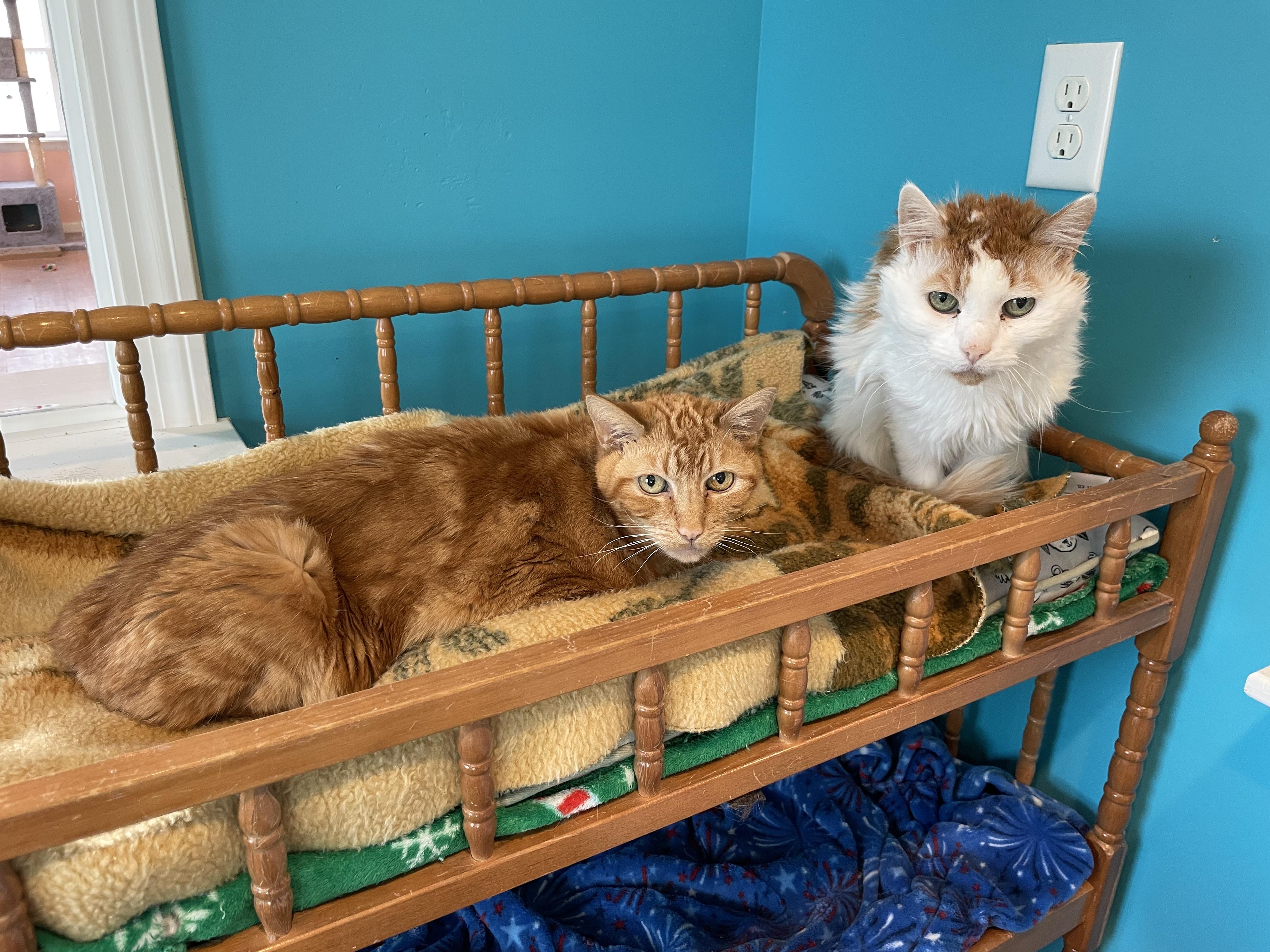 Enlarge Cash & Tabatha, a Adoptable Domestic Short Hair in Wells, ME image 1/6