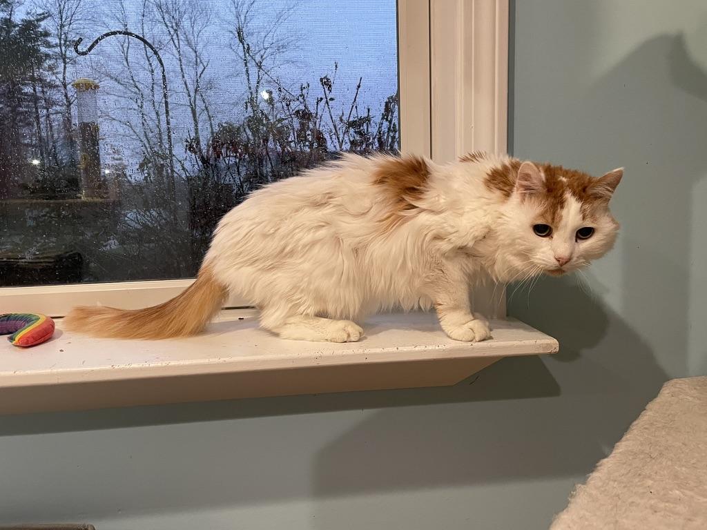 Enlarge Cash & Tabatha, a Adoptable Domestic Short Hair in Wells, ME image 2/6