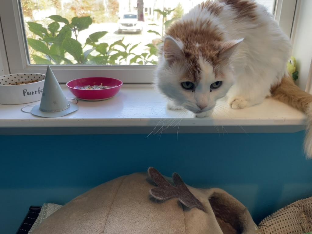 Enlarge Cash & Tabatha, a Adoptable Domestic Short Hair in Wells, ME image 6/6