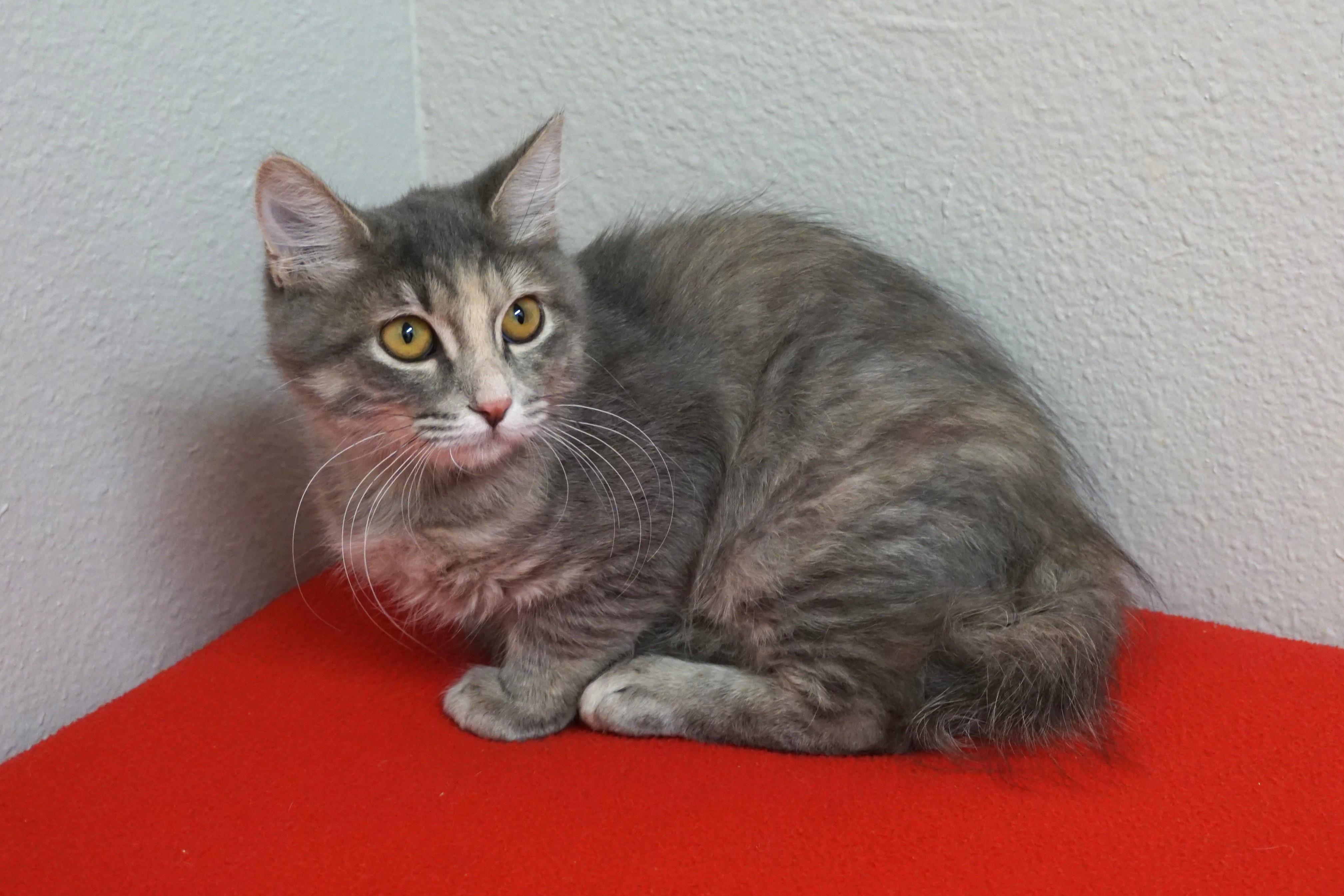 Kassia, an adopted Domestic Medium Hair in Fountain Hills, AZ image 4/5