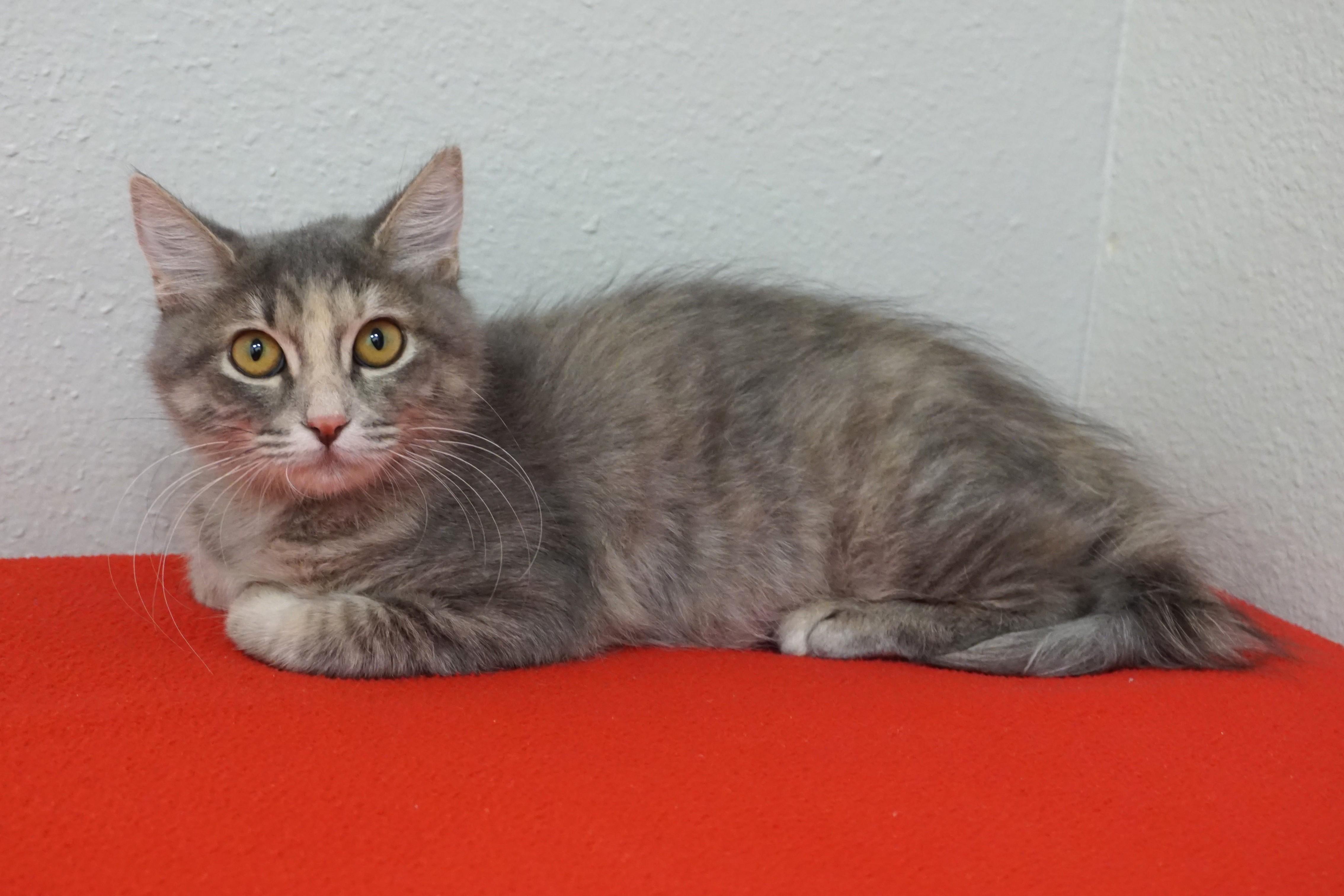 Kassia, an adopted Domestic Medium Hair in Fountain Hills, AZ image 5/5