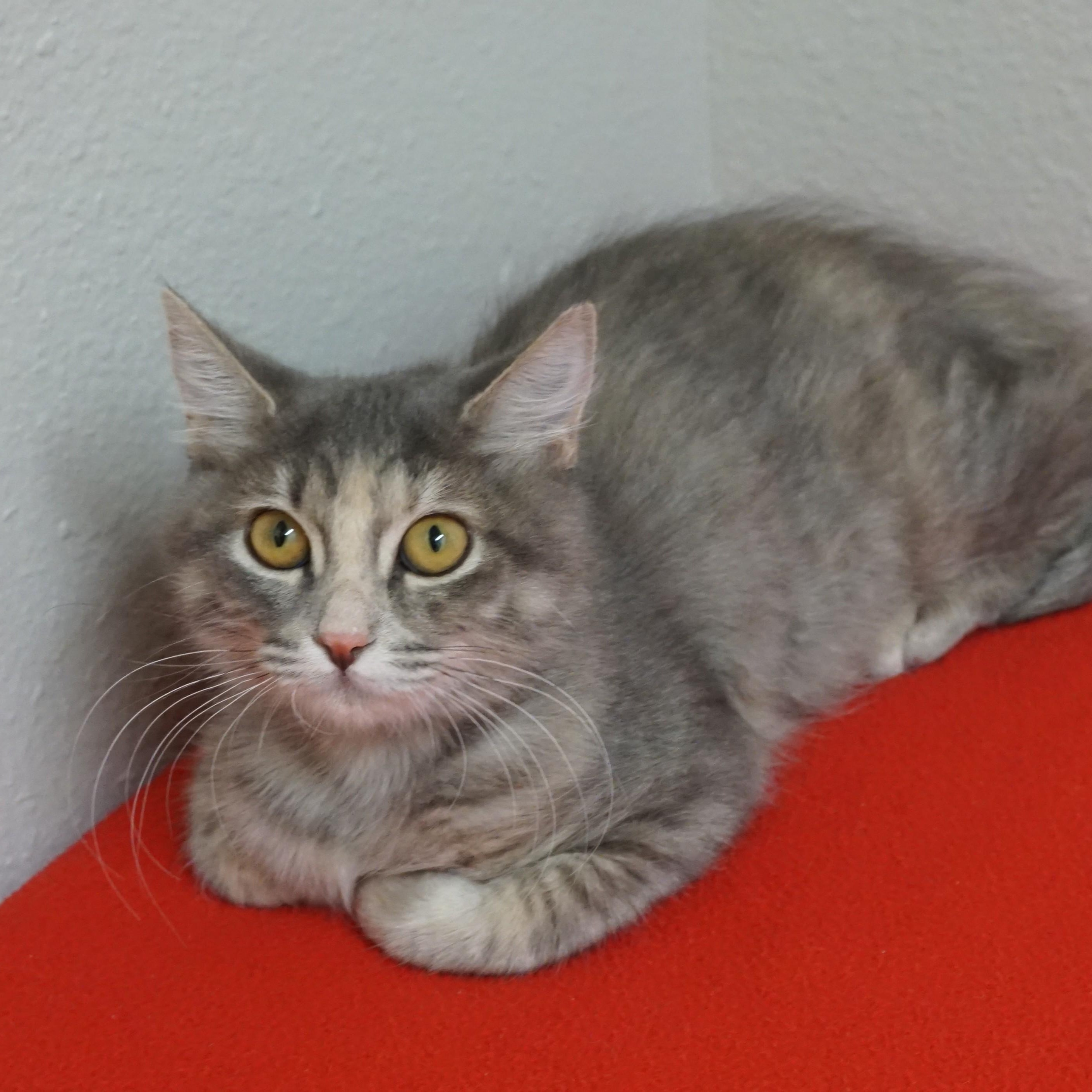 Kassia, an adopted Domestic Medium Hair in Fountain Hills, AZ image 3/5