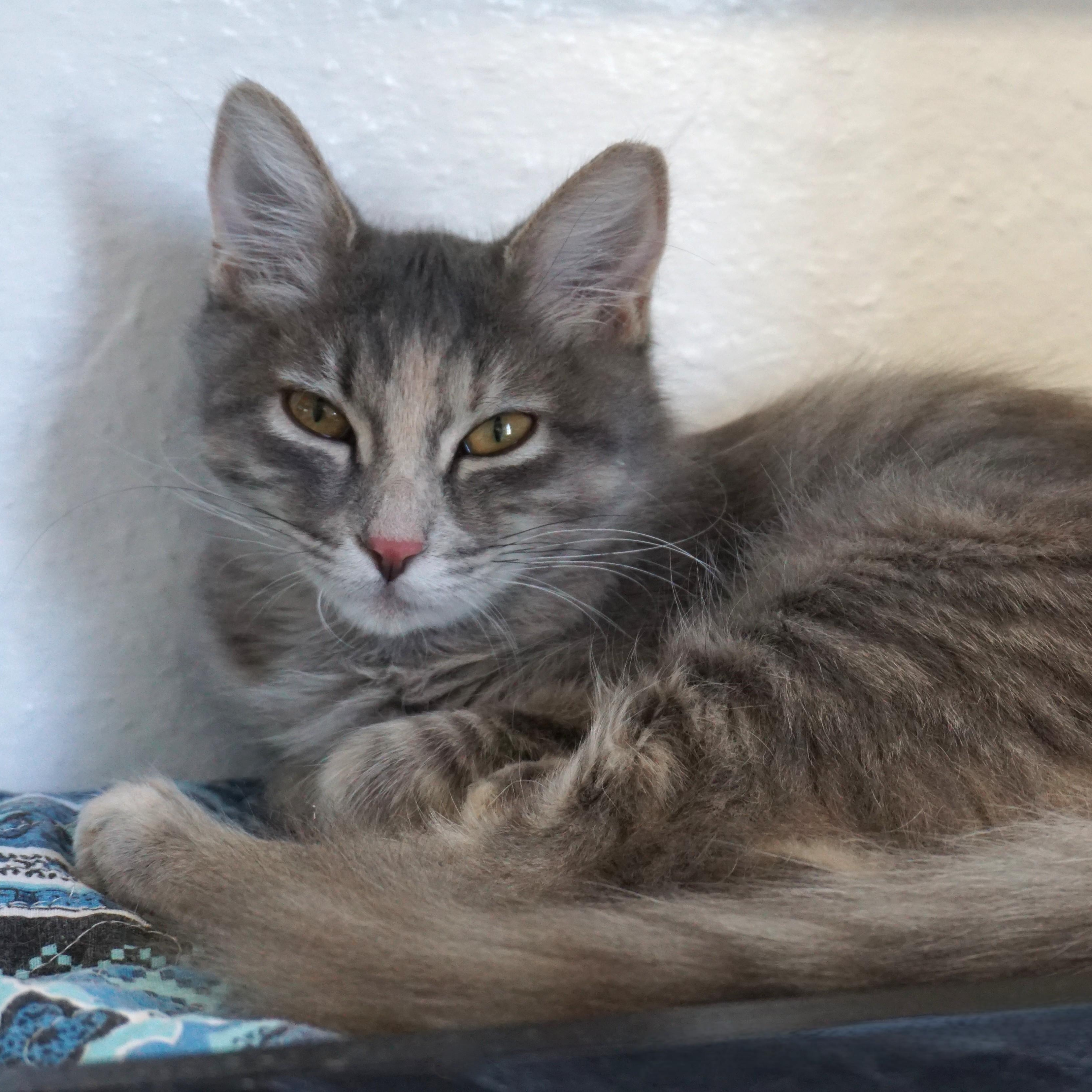 Kassia, adopted, Kitten Female Domestic Medium Hair.