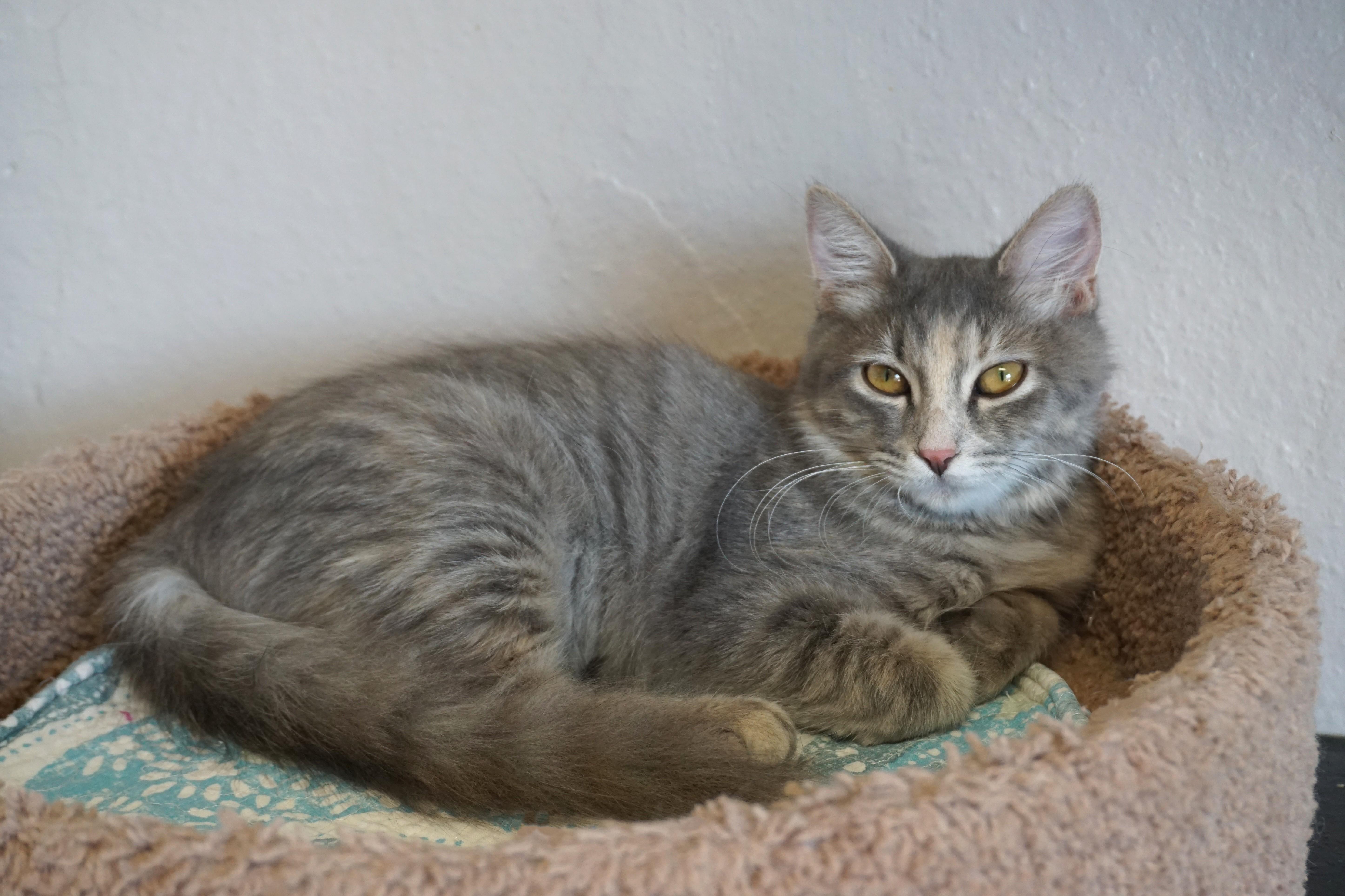 Kassia, an adopted Domestic Medium Hair in Fountain Hills, AZ image 2/5