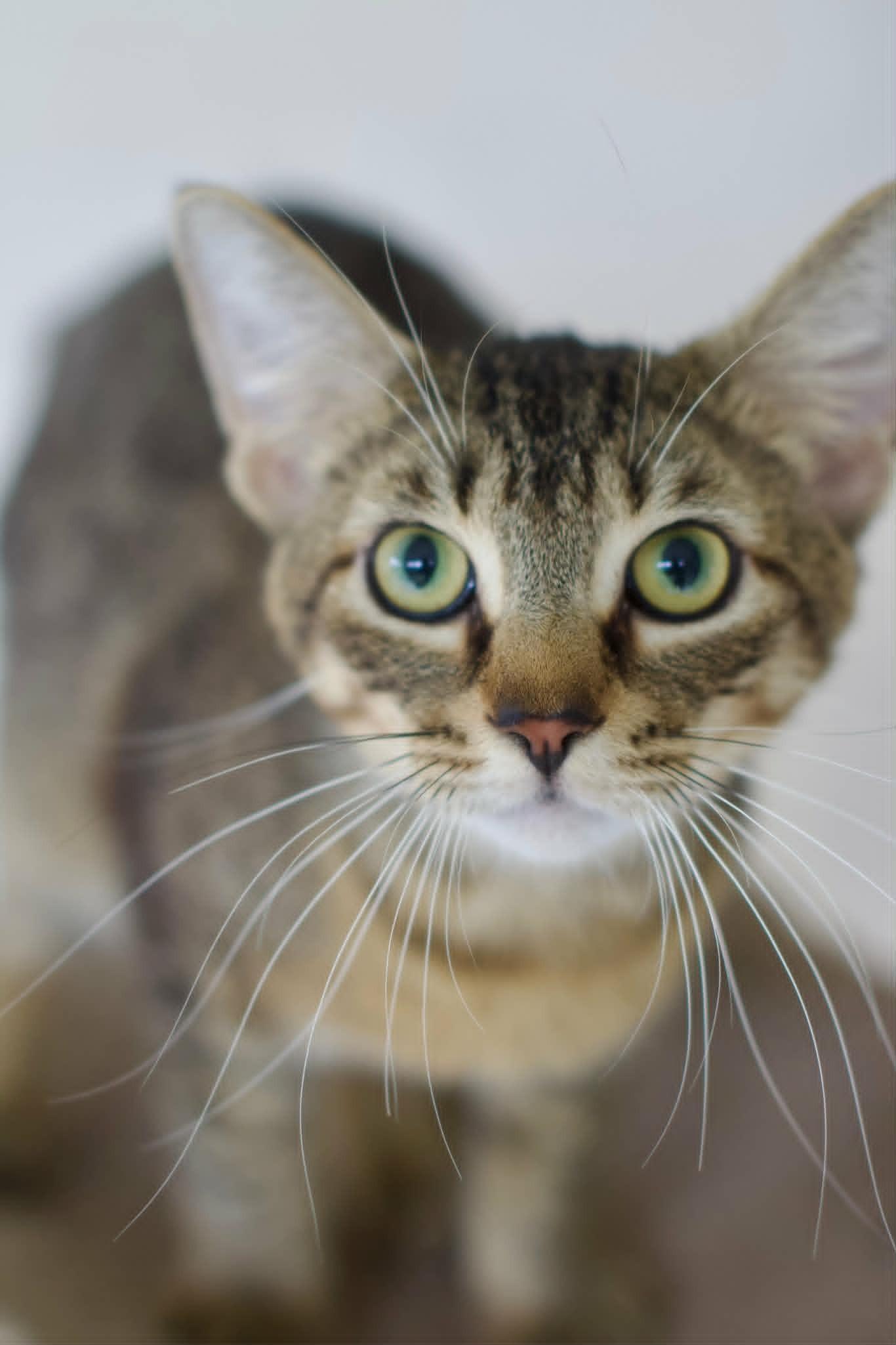 Enlarge Chester (SPONSORED), a Adoptable Domestic Short Hair in Umatilla, FL image 2/3