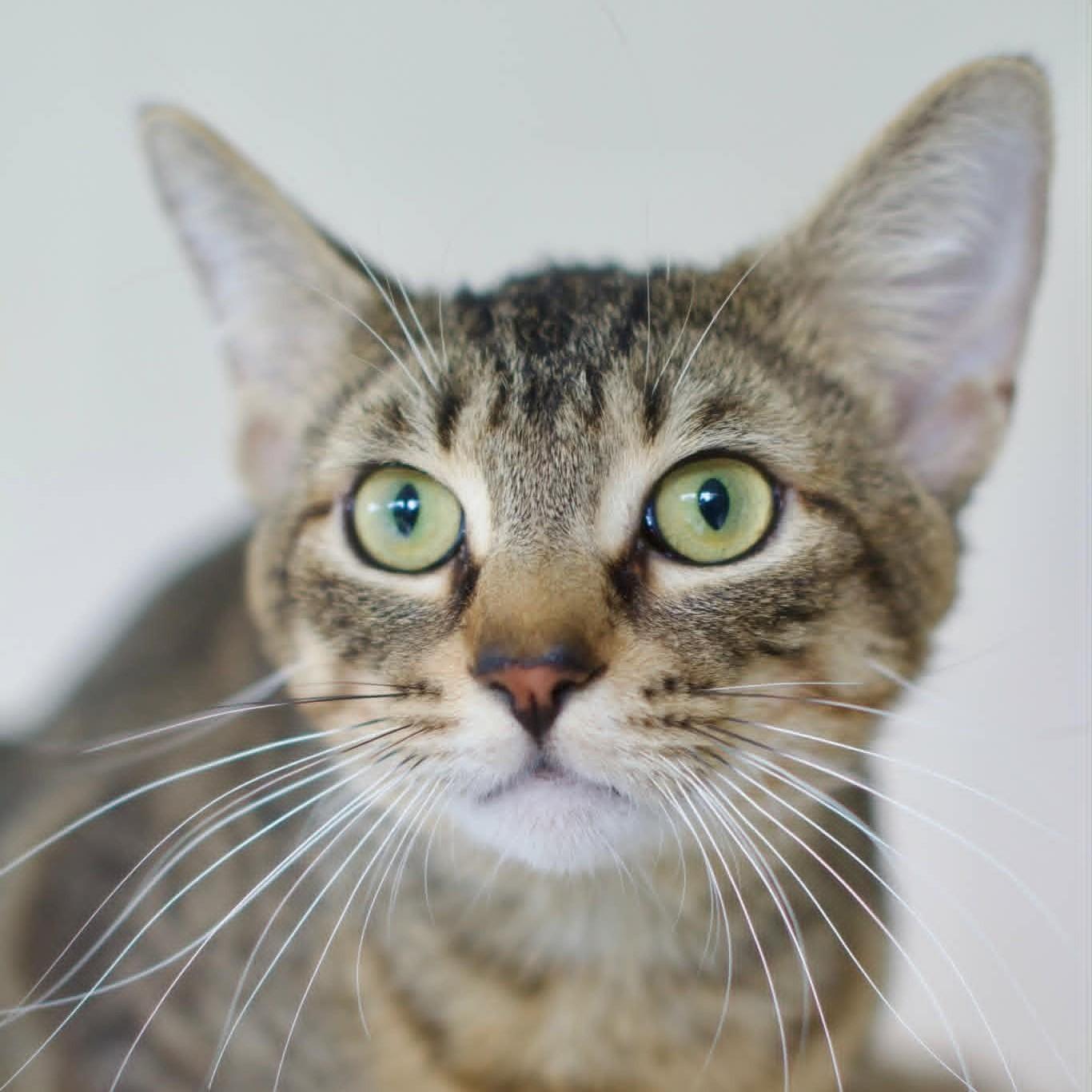 Chester (SPONSORED), Adoptable, Adult Male Domestic Short Hair.