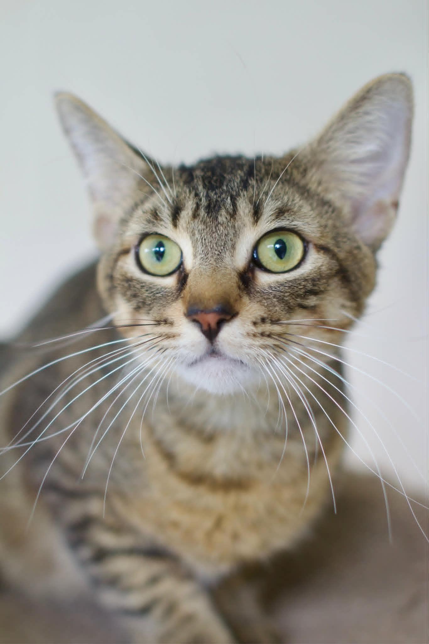 Enlarge Chester (SPONSORED), a Adoptable Domestic Short Hair in Umatilla, FL image 3/3