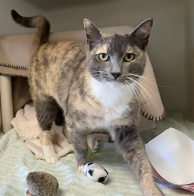 PENNY, Adoptable, Young Female Domestic Short Hair.