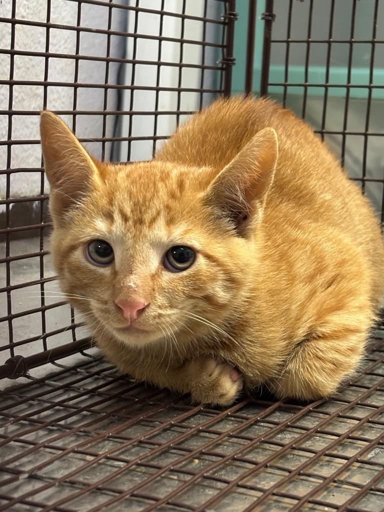Spice, Adoptable, Kitten Male Domestic Short Hair.