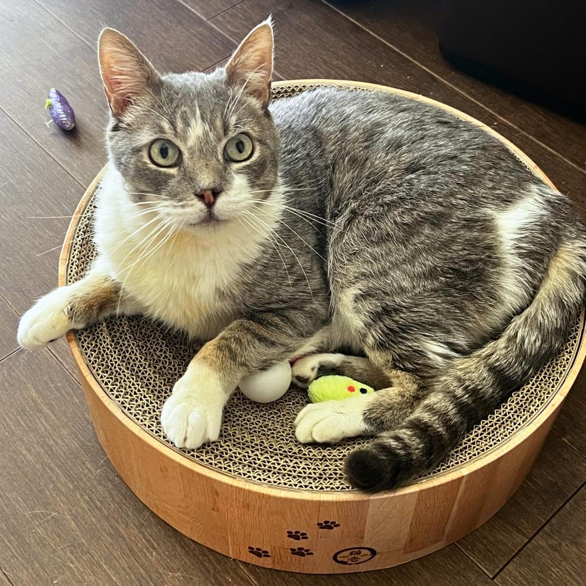 Manny, adoptable, Adult Male Domestic Short Hair & Tabby.