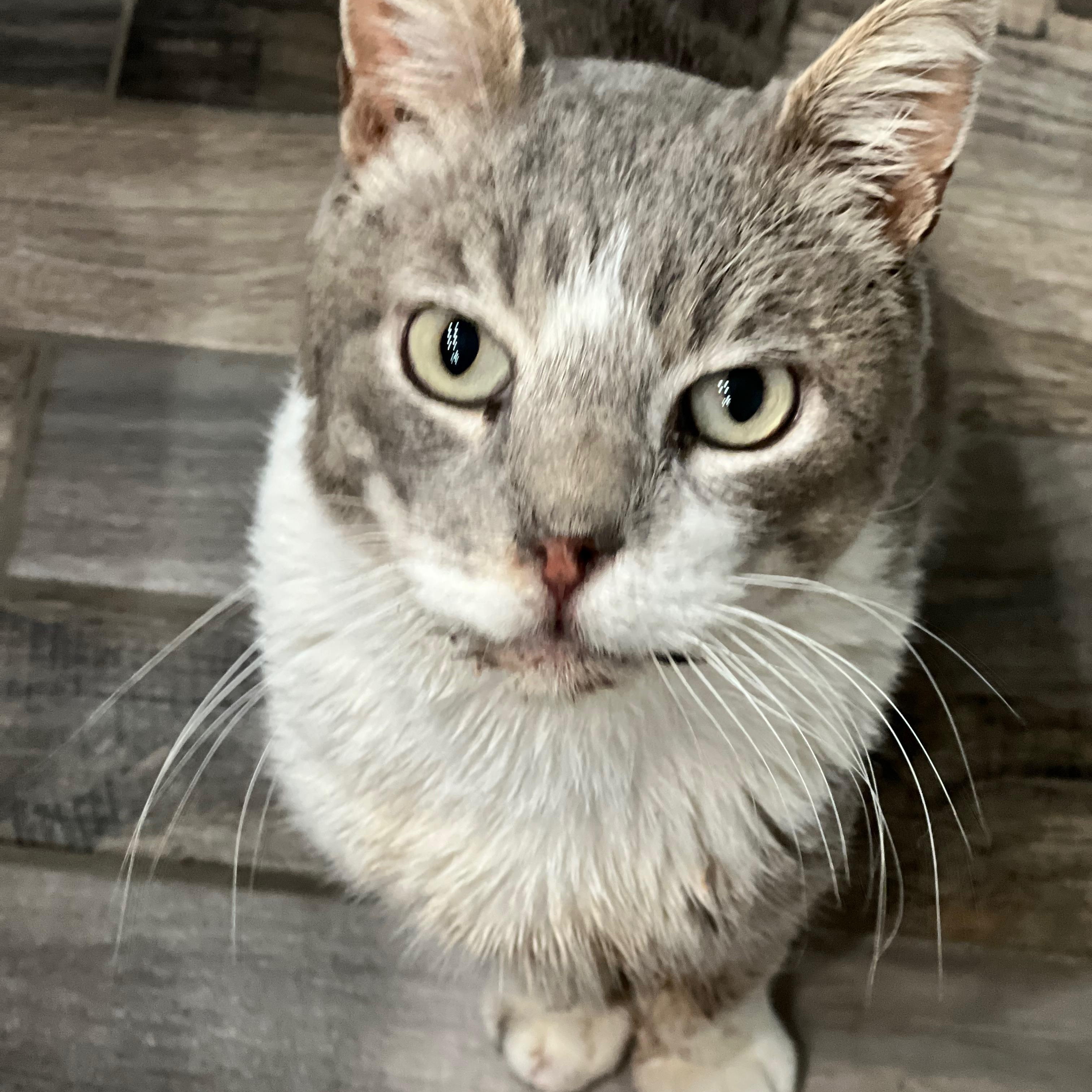 Enlarge Manny, an adoptable mixed breed in El Segundo, CA image 3/4