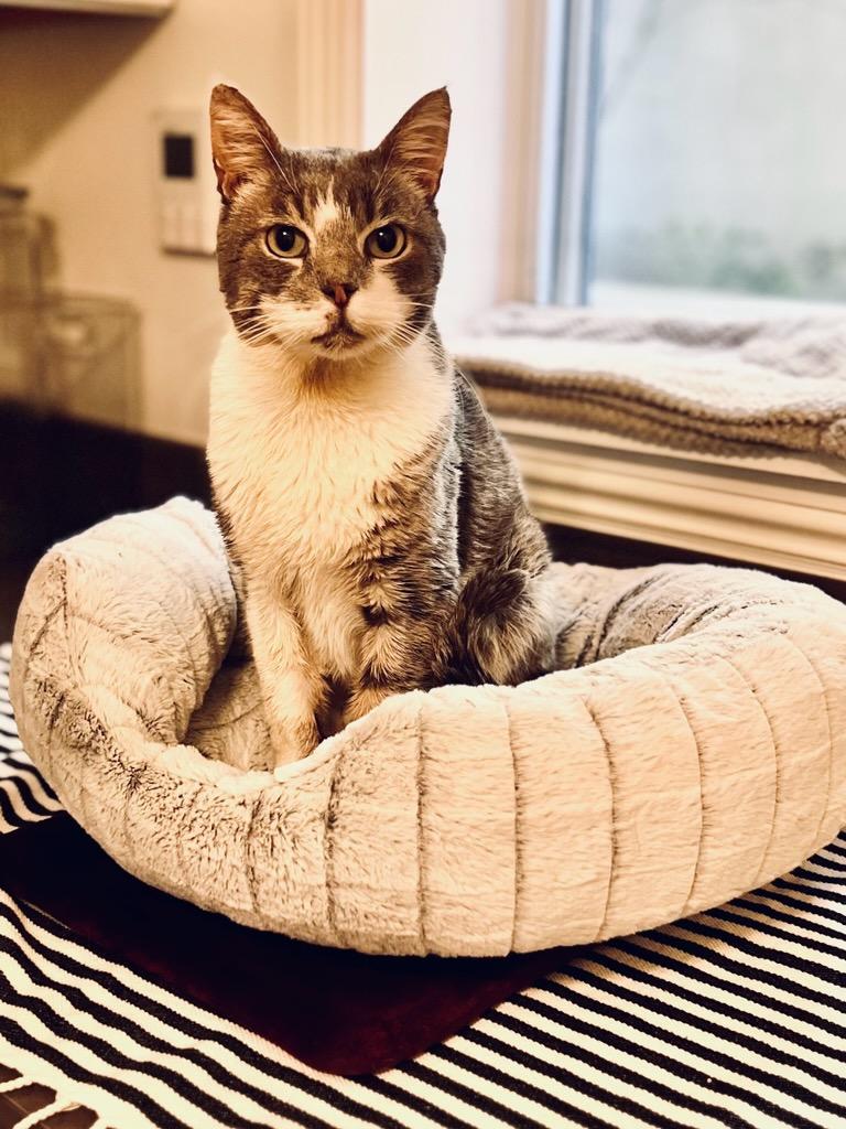 Enlarge Manny, an adoptable mixed breed in El Segundo, CA image 2/4