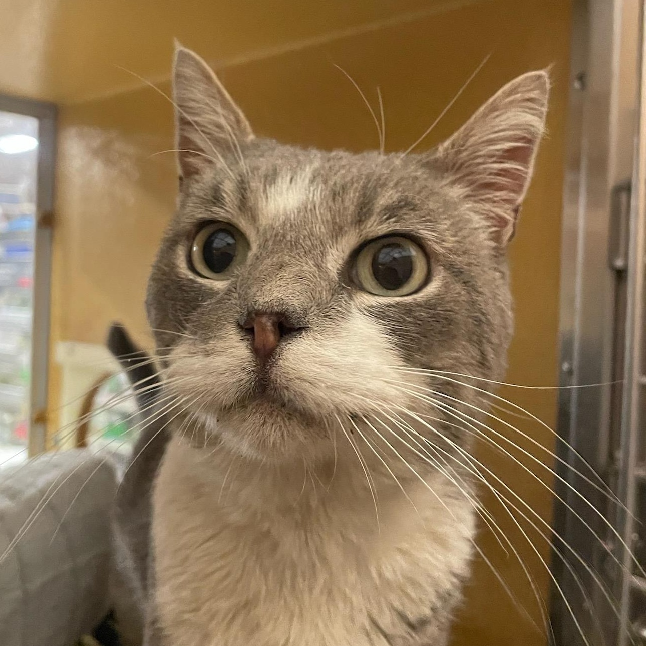 Manny, adoptable, Adult Male American Shorthair & Tabby.