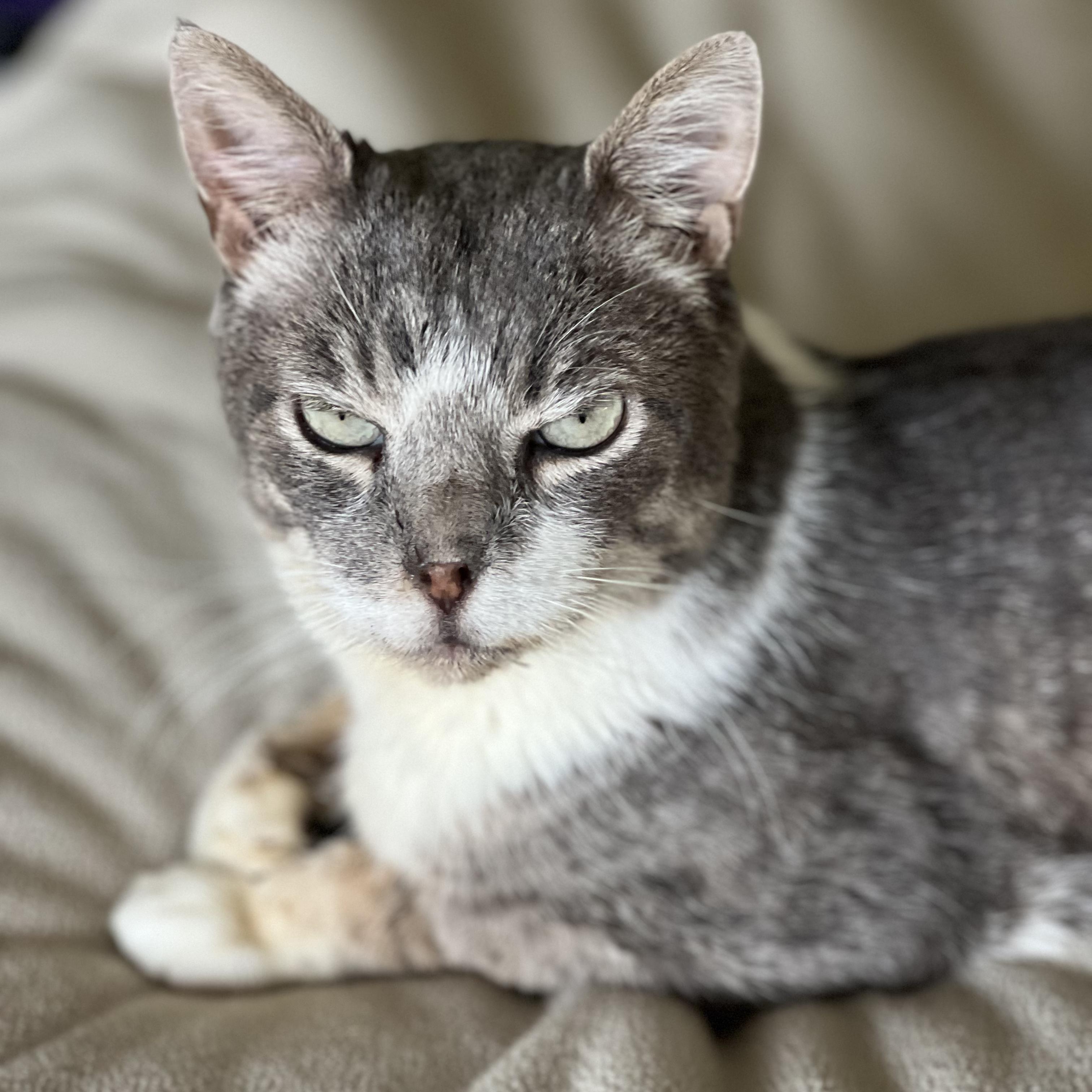 Enlarge Manny, an adoptable mixed breed in Manhattan Beach, CA image 2/6