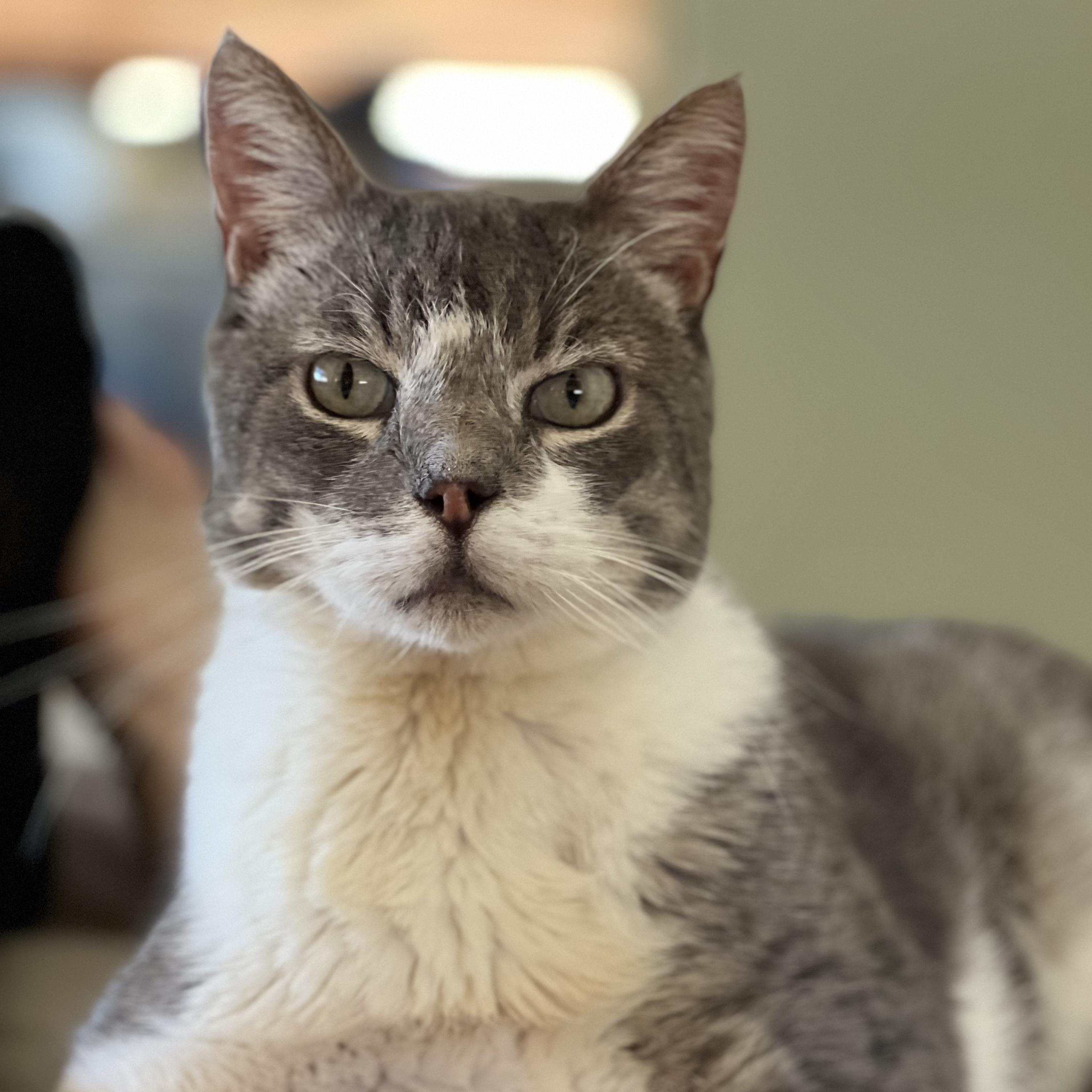 Enlarge Manny, an adoptable mixed breed in Manhattan Beach, CA image 1/6