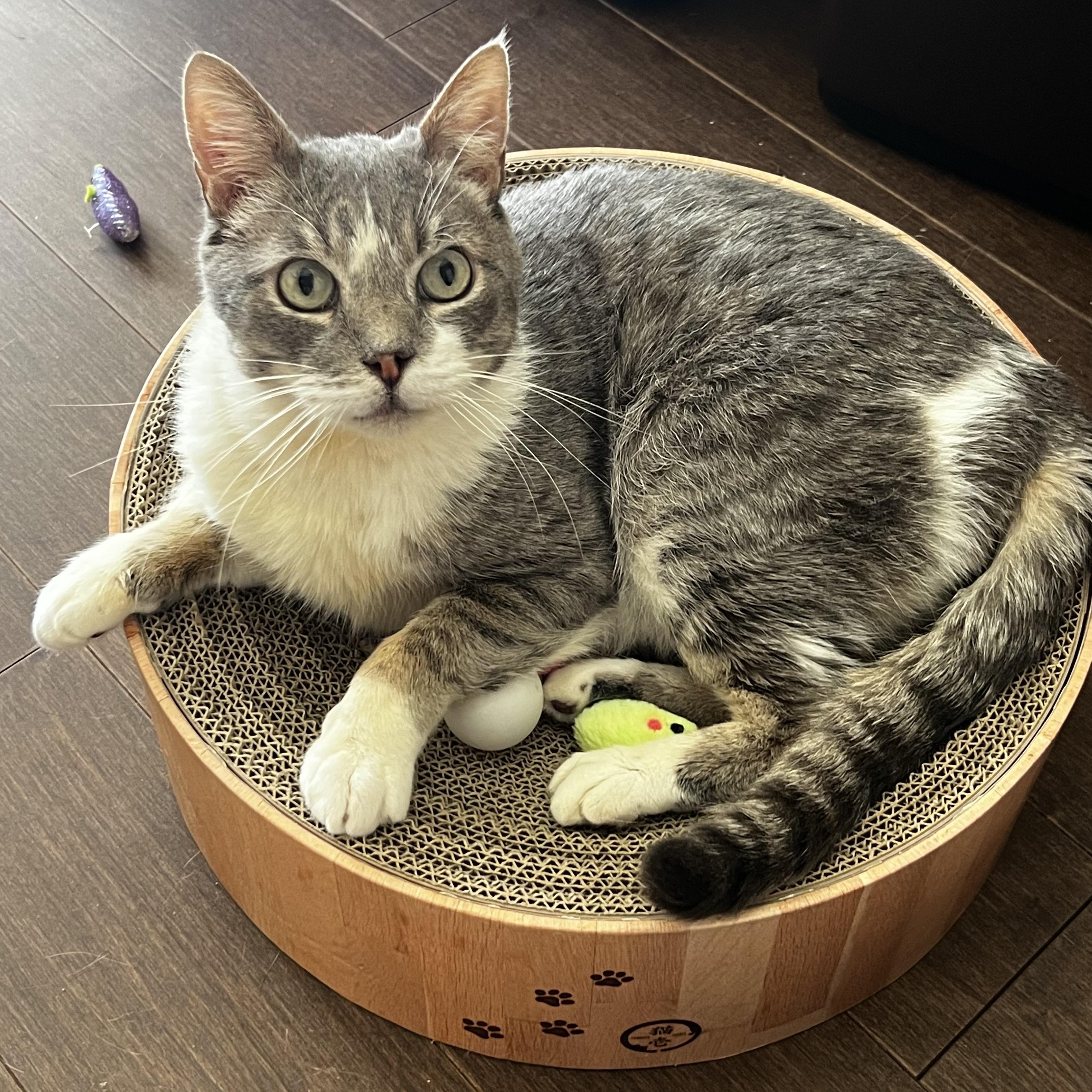 Enlarge Manny, an adoptable mixed breed in Manhattan Beach, CA image 4/6