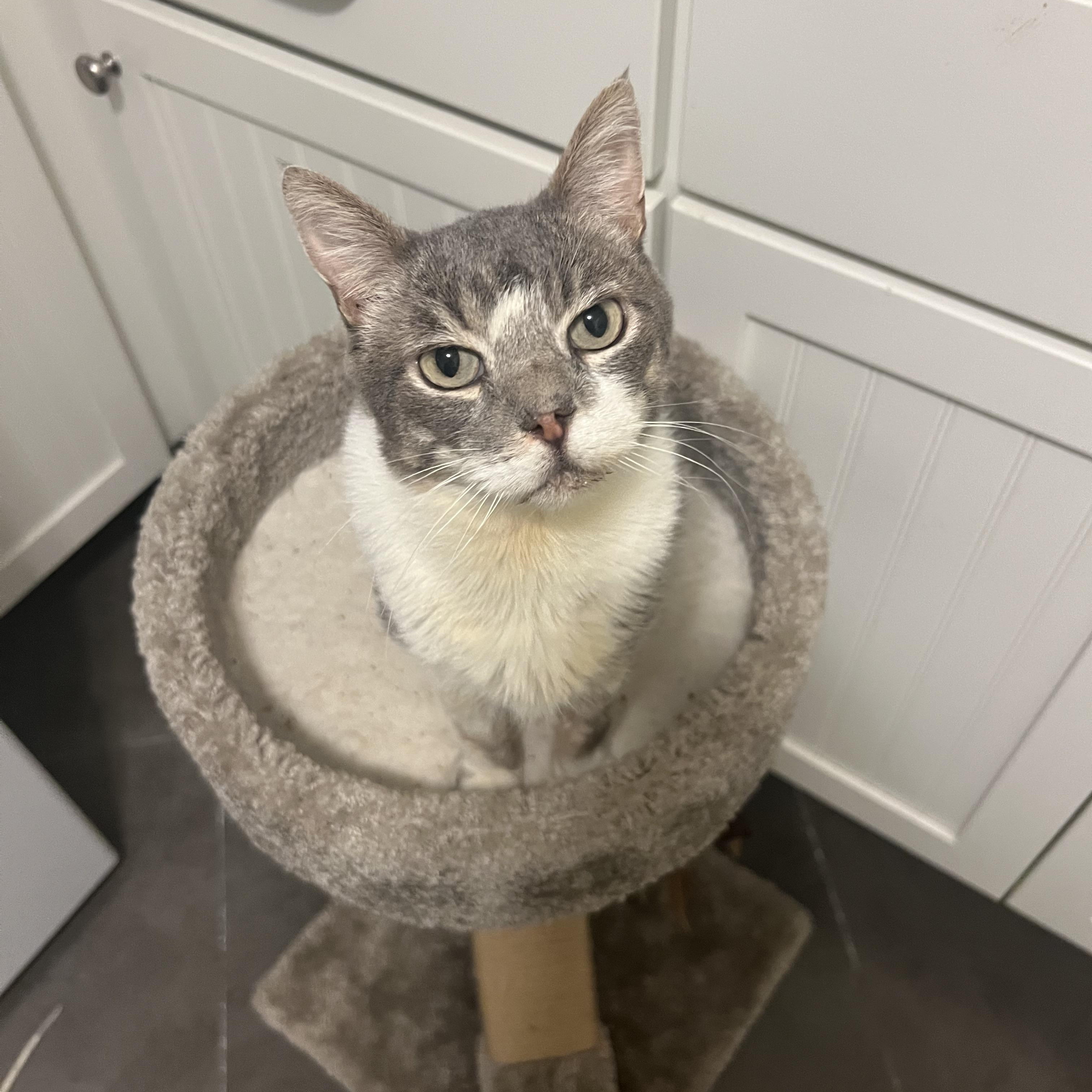 Enlarge Manny, an adoptable mixed breed in El Segundo, CA image 4/4