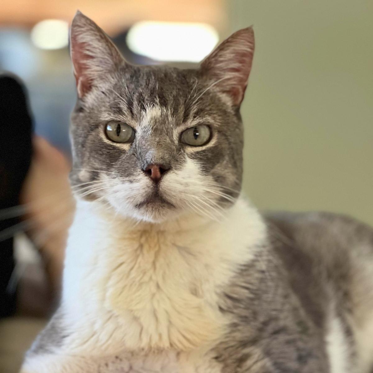 Manny, an adoptable mixed breed in Manhattan Beach, CA image 2/6