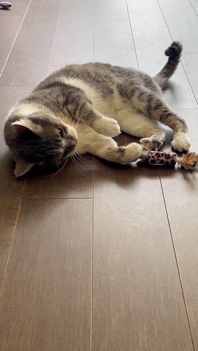 Enlarge Manny, an adoptable mixed breed in Manhattan Beach, CA video 6/6