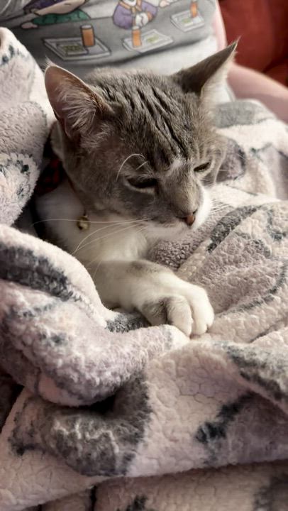 Enlarge Manny, an adoptable mixed breed in Manhattan Beach, CA video 5/6