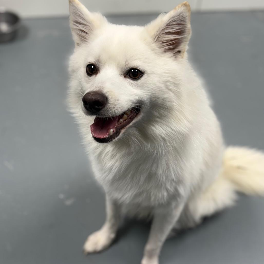 Austin , a ADOPTABLE Samoyed in Crookston, MN image 2/5