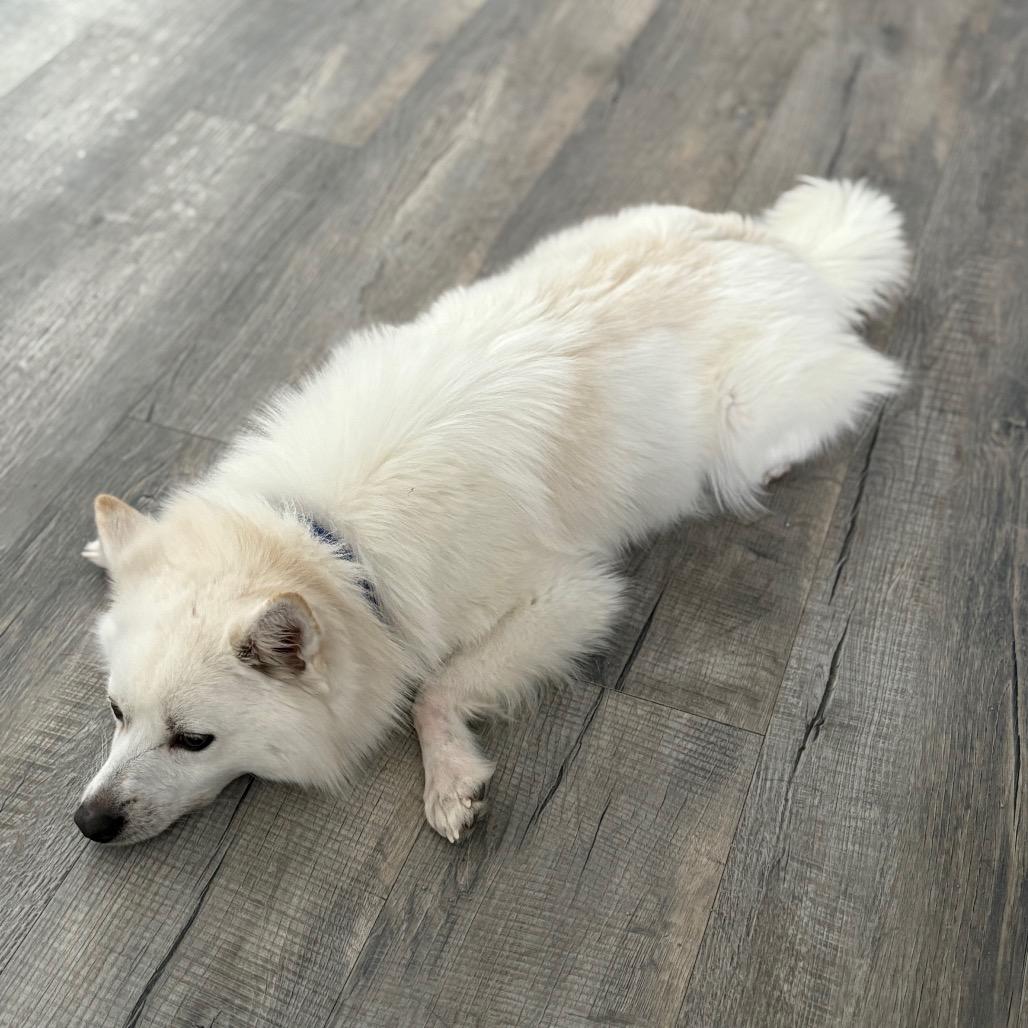Austin , a ADOPTABLE Samoyed in Crookston, MN image 1/5