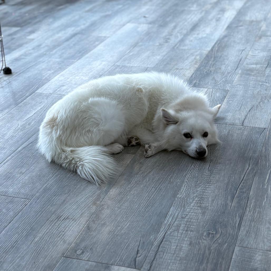 Austin , a ADOPTABLE Samoyed in Crookston, MN image 3/5