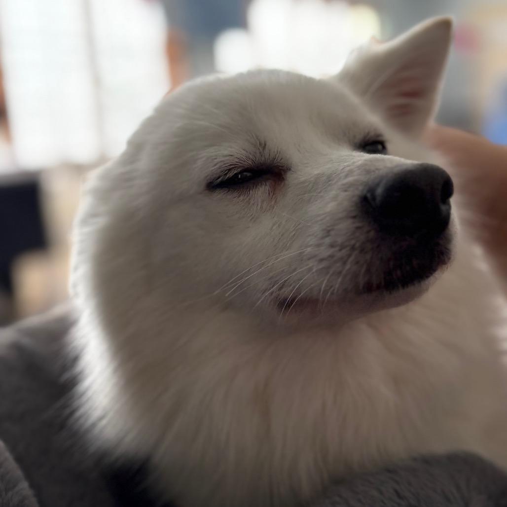Austin , a ADOPTABLE Samoyed in Crookston, MN image 5/5