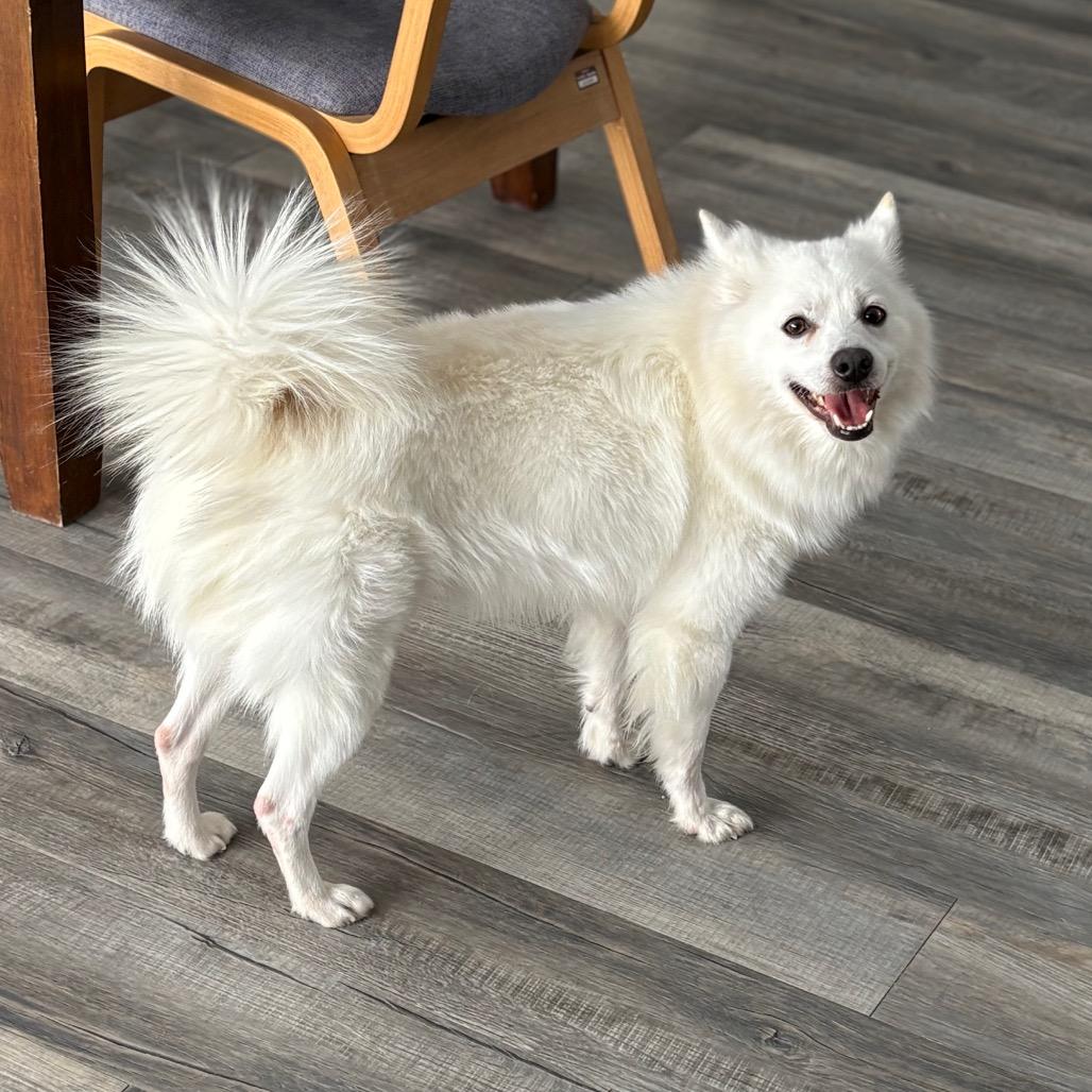 Austin , a ADOPTABLE Samoyed in Crookston, MN image 4/5