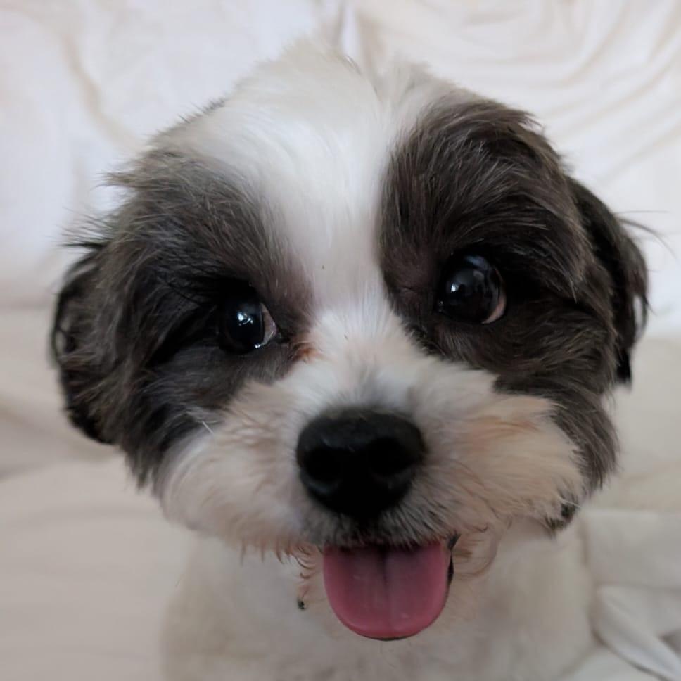 Enlarge Emma, a Adoptable Shih Tzu in Scarborough, ON image 1/6