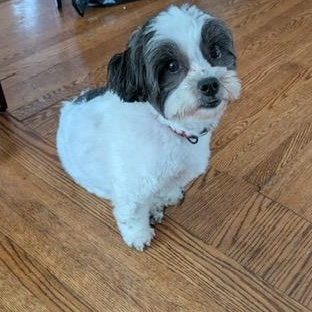 Enlarge Emma, a Adoptable Shih Tzu in Scarborough, ON image 5/6