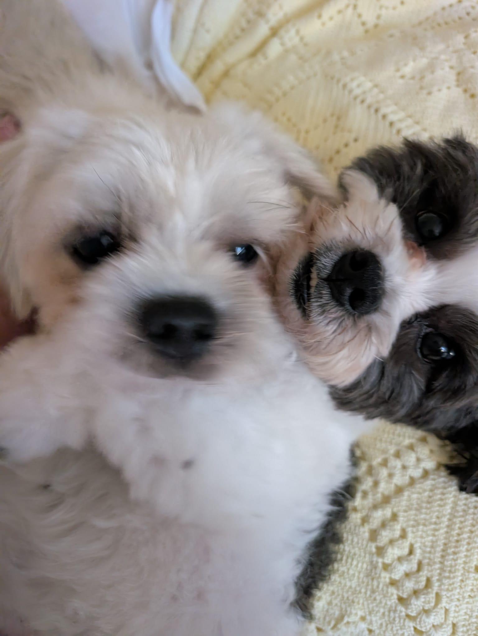 Enlarge Emma, a Adoptable Shih Tzu in Scarborough, ON image 4/6