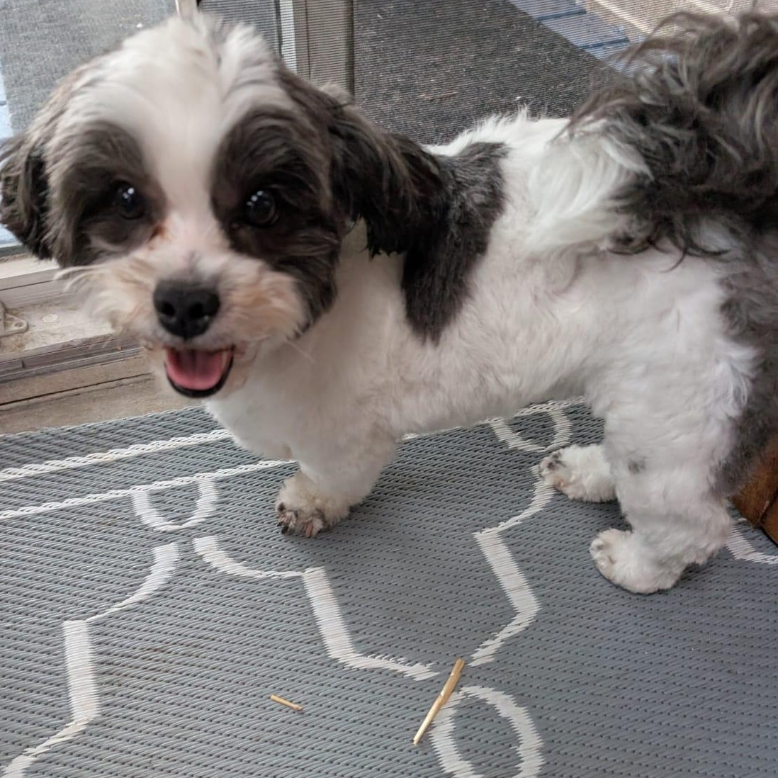 Enlarge Emma, a Adoptable Shih Tzu in Scarborough, ON image 6/6