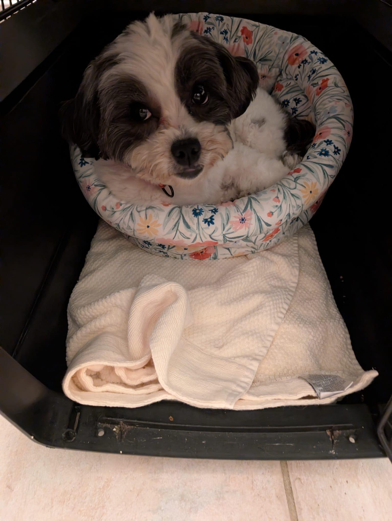 Enlarge Emma, a Adoptable Shih Tzu in Scarborough, ON image 3/6