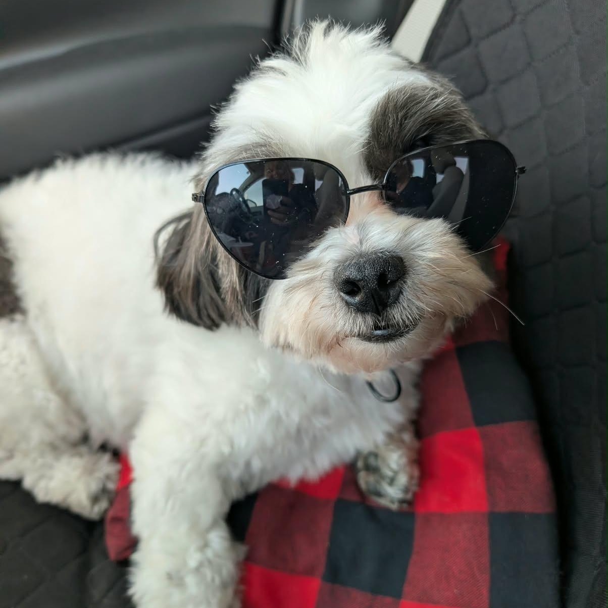 Enlarge Emma, a Adoptable Shih Tzu in Scarborough, ON image 2/6