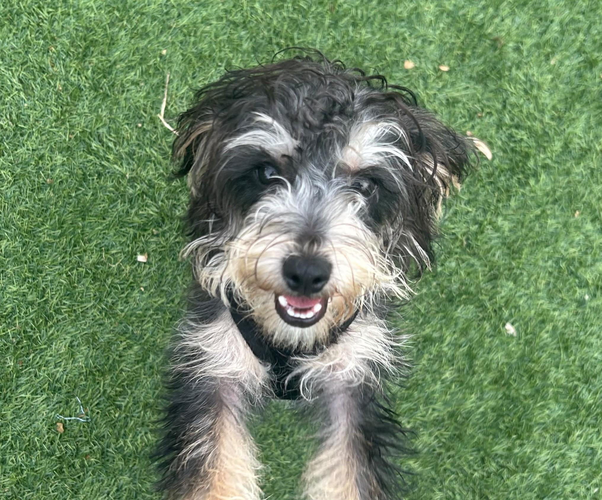 Enlarge Churro, a Adoptable mixed breed in Norwalk, CT image 1/3