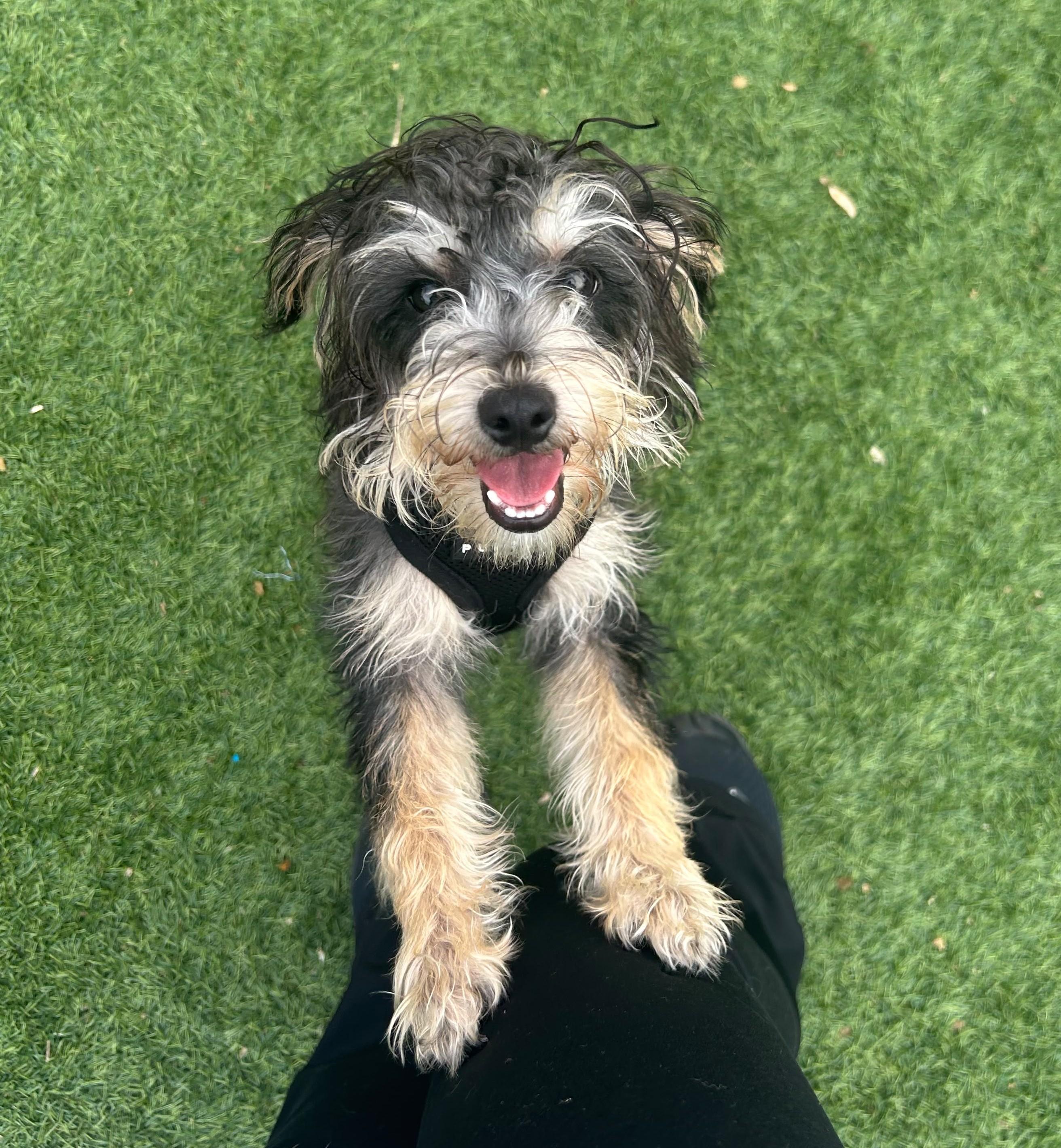 Enlarge Churro, a Adoptable mixed breed in Norwalk, CT image 3/3