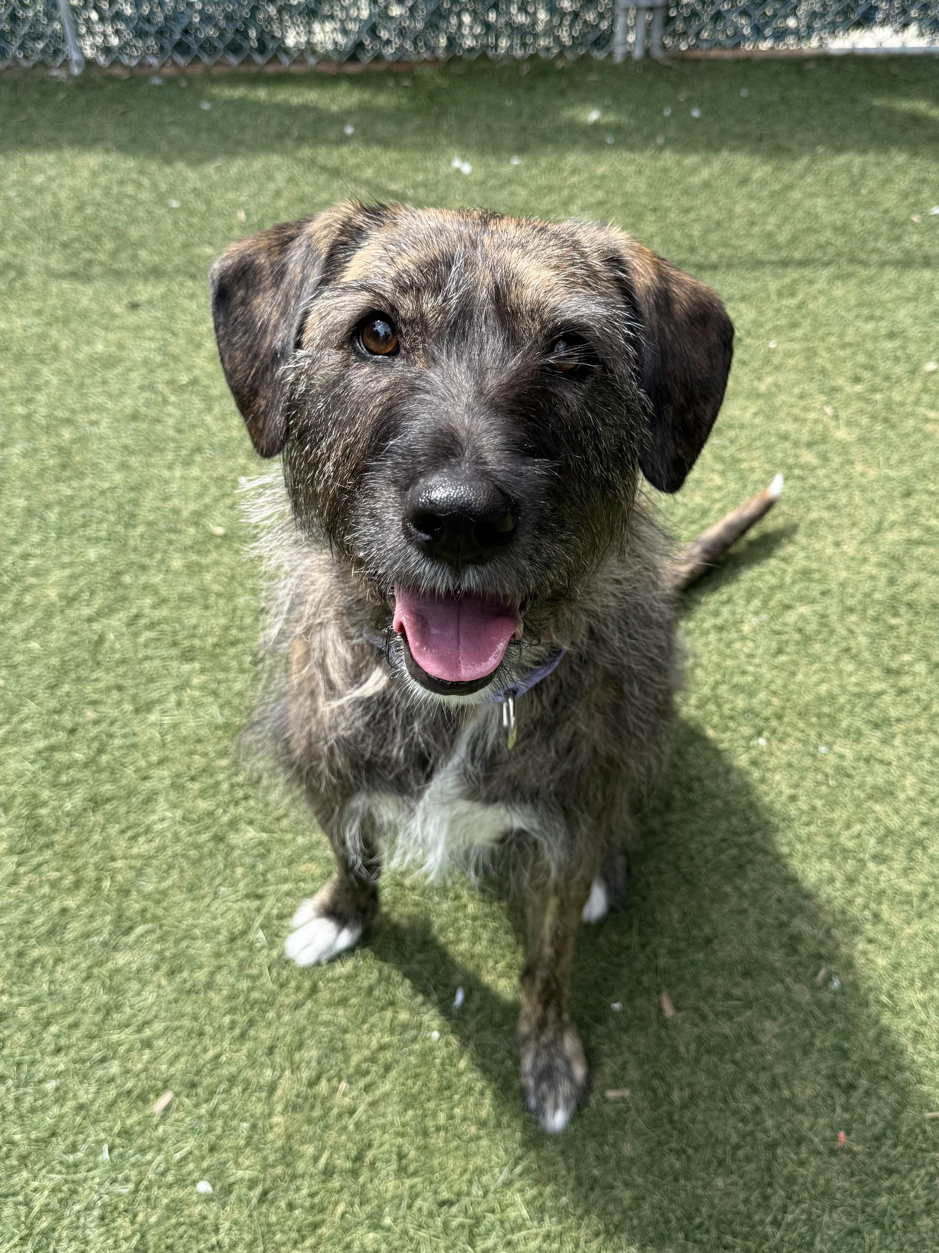 Enlarge Mandy, a Adoptable mixed breed in Sudbury, MA image 6/6