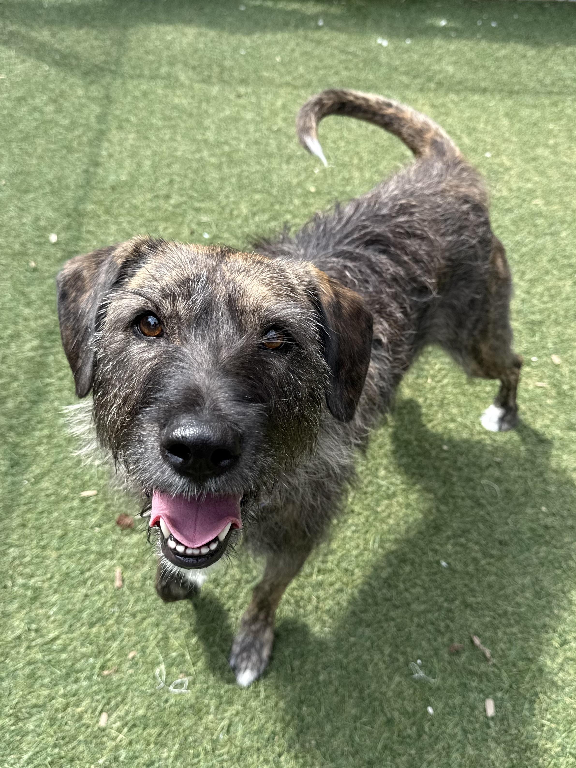 Enlarge Mandy, a Adoptable mixed breed in Sudbury, MA image 5/6