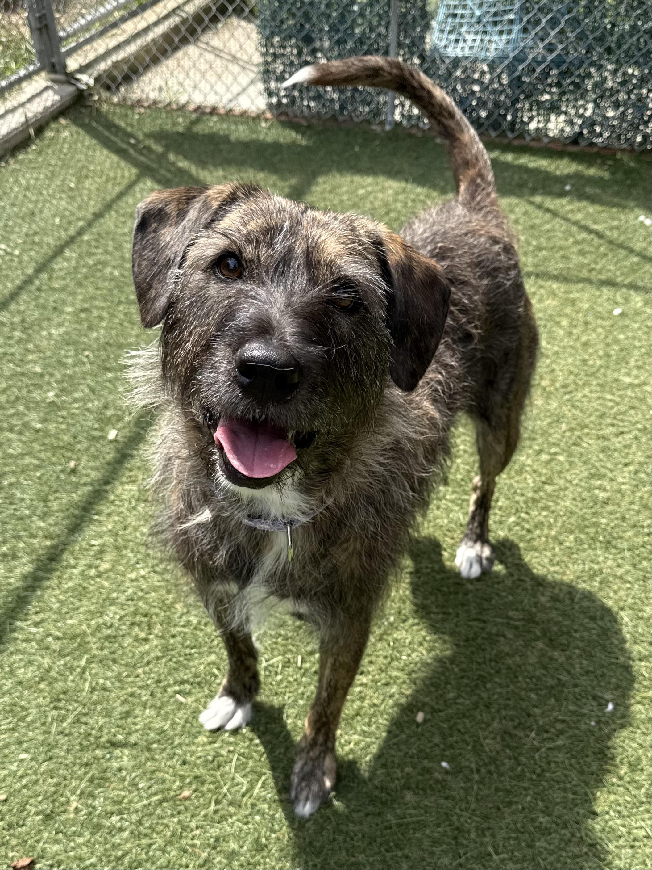 Mandy, Adoptable, Adult Female Australian Cattle Dog / Blue Heeler & Labrador Retriever.