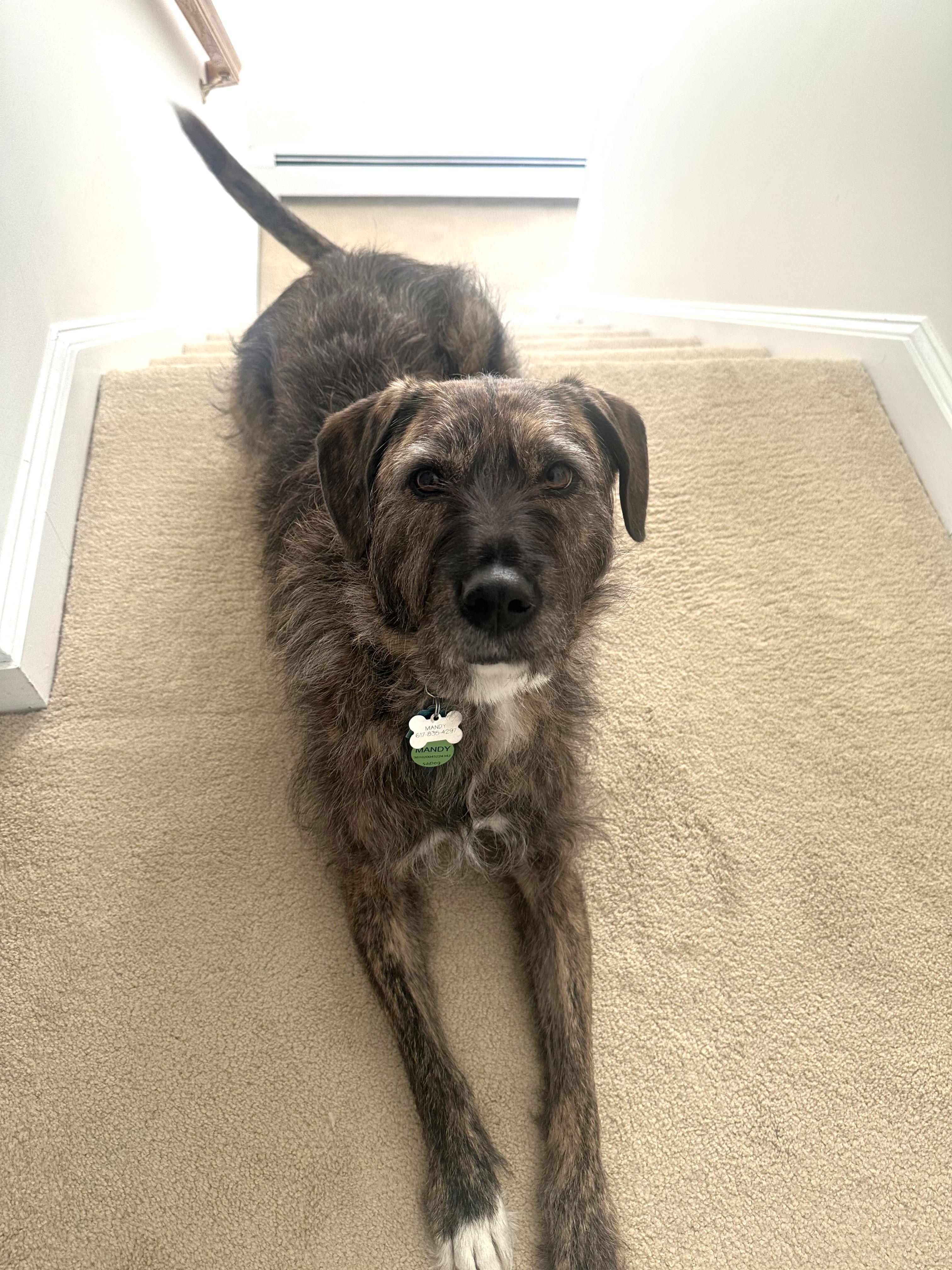 Enlarge Mandy, a Adoptable mixed breed in Sudbury, MA image 2/6