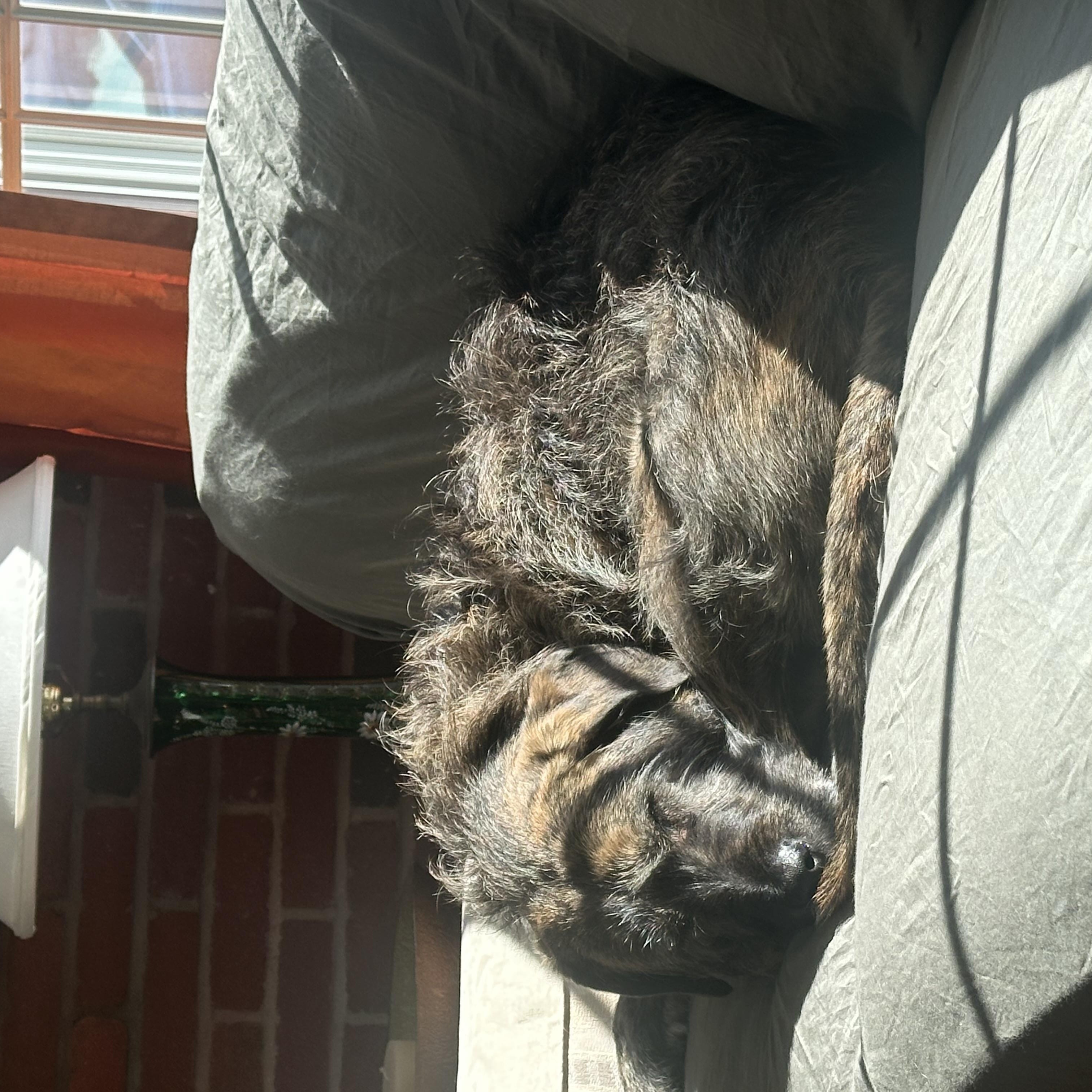 Enlarge Mandy, a Adoptable mixed breed in Sudbury, MA image 3/6