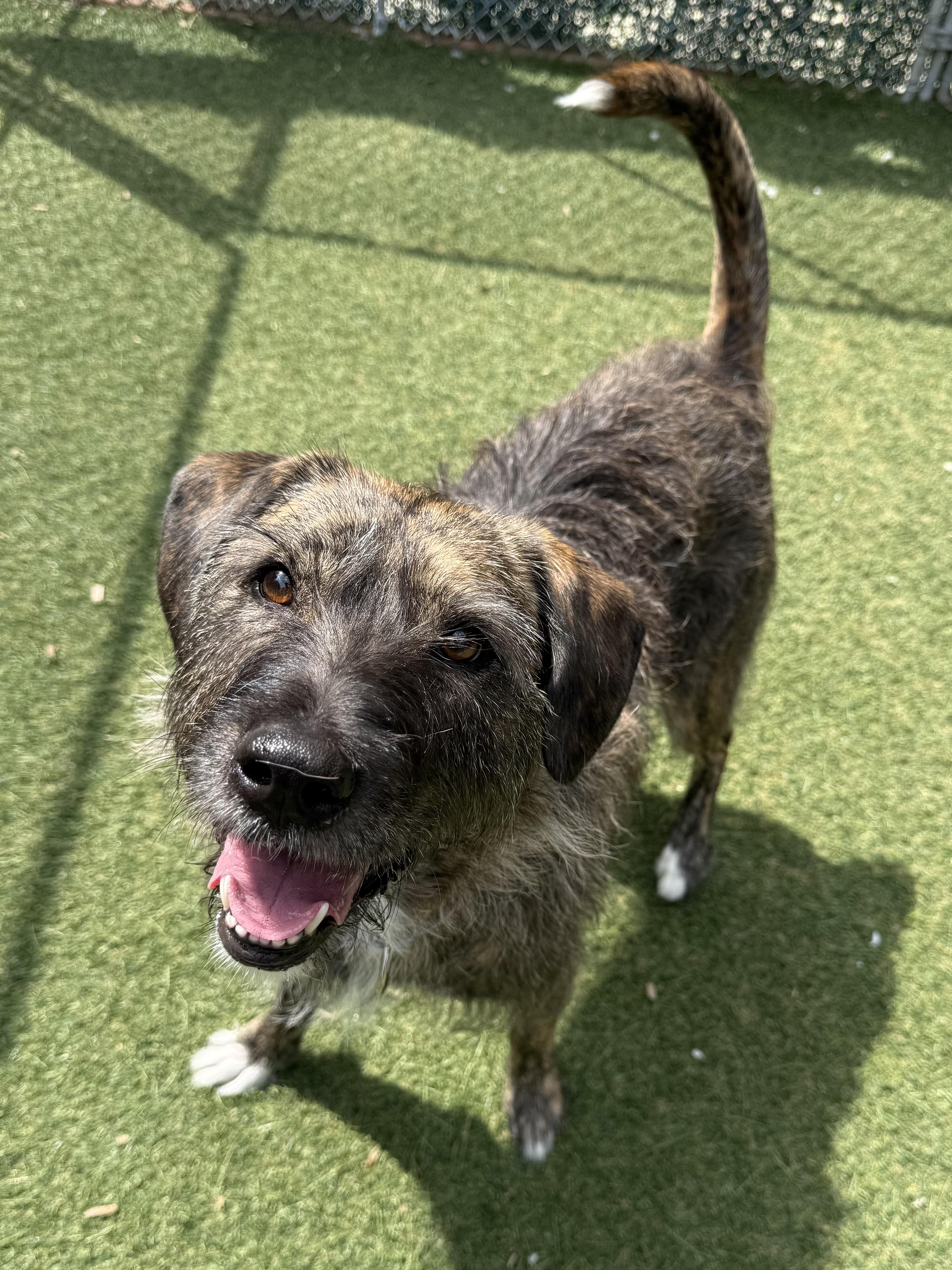 Enlarge Mandy, a Adoptable mixed breed in Sudbury, MA image 4/6